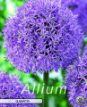 Allium Gladiator 2 Stück