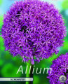 Allium Globemaster 1 Stück