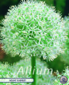 Allium Mount Everest 2 Stück
