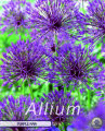 Allium Purple Rain 5 Stück