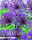 Allium Purple Rain 5 Stück