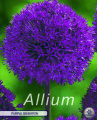 Allium Purple Sensation 5 Stück