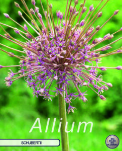 Allium Schubertii 3 Stück