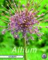 Allium Schubertii 3 Stück