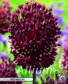 Allium Red Mohican 2 Stück