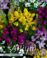 Allium Small Flowering Mixed 20 Stück