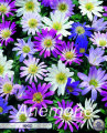 Anemone Blanda Mixed 20 Stück