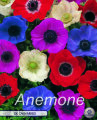 Anemone Caen Mixed 20 Stück