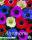 Anemone Caen Mixed 20 Stück