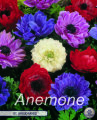 Anemone St. Brigid Mixed 20 Stück