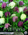 Fritillaria Meleagris Mixed 15 Stück