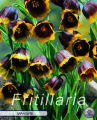 Fritillaria Uva vulpis 10 Stück