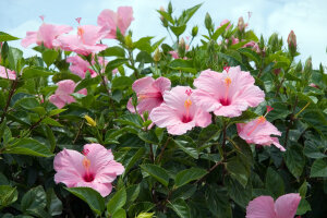Hibiscus Carousel Pink Candy 1 Stück