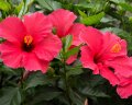 Hibiscus Jazzberry Jam 1 Stück