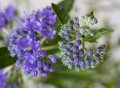 Bartblume KEW Blue 1 Stück