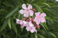 Duftende Orangenblume Pink 1 Stück