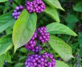 Amethyst Scheinbeere Little Berry 1 Stück