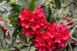 Rhododendron Majas Rubin (rot)  1 Stück