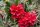 Rhododendron Majas Rubin (rot)  1 Stück