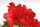 Zwerg Rhododendron Majas Rubin (rot)  1 Stück