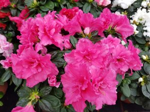 Rhododendron Rubys Love (rosa) 1 Stück