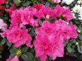 Rhododendron Rubys Love (rosa) 1 Stück