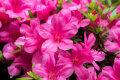 Zwerg Rhododendron Rubys Love (rosa) 1 Stück