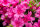 Zwerg Rhododendron Rubys Love (rosa) 1 Stück