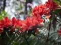Rhododendron Hollys Romance (orange) 1 Stück
