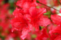 Zwerg Rhododendron Hollys Romance (orange) 1 Stück
