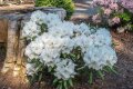 Rhododendron Inas Diamond (weiß) 1 Stück