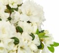 Zwerg Rhododendron Inas Diamond (weiß) 1 Stück