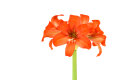 Amaryllis Rilona 1 Stück Gr. 42/44