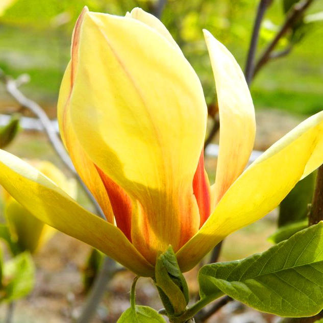 magnolia_sunsation_best.jpg